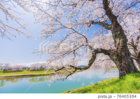 青空と満開の桜 白石川堤一目千本桜 宮城県大河原町 青空と満開の桜 白石川堤一目千本桜 宮城県大河原町 76405304