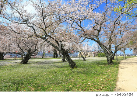 【鳥取県】鳥取城の満開の桜(久松公園) 【鳥取県】鳥取城の満開の桜(久松公園) 76405404