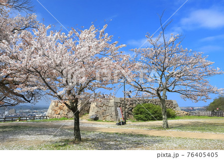 【鳥取県】鳥取城の満開の桜（久松公園） 76405405