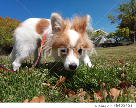 何だろう?クンクンする子犬 何だろう?クンクンする子犬 76405453