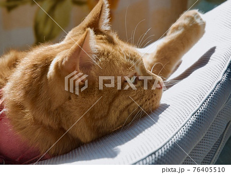 干したマットレスの上に乗る猫 干したマットレスの上に乗る猫 76405510