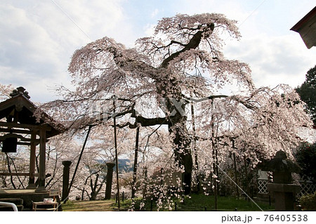 護真寺のサクラ(福島県・須賀川市) 護真寺のサクラ(福島県・須賀川市) 76405538