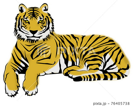 虎のイラスト 虎のイラストのイラスト素材 [81595790] - PIXTA