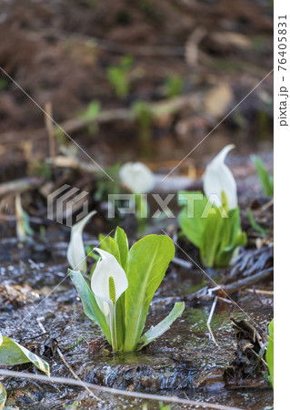 玉の木原水芭蕉群生地のミズバショウ 宮城県七ヶ宿町 玉の木原水芭蕉群生地のミズバショウ 宮城県七ヶ宿町 76405831