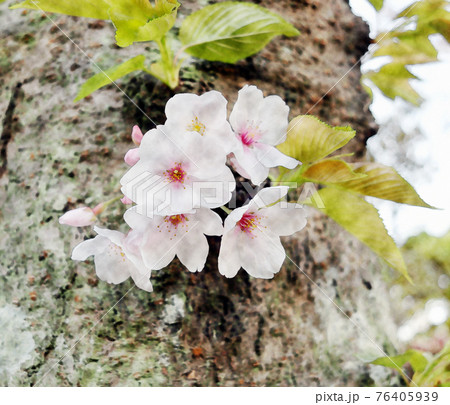 朝日を浴びて生き生きと開花した白色の花「桜 : ソメイヨシノ」水彩画風 朝日を浴びて生き生きと開花した白色の花「桜 : ソメイヨシノ」水彩画風 76405939