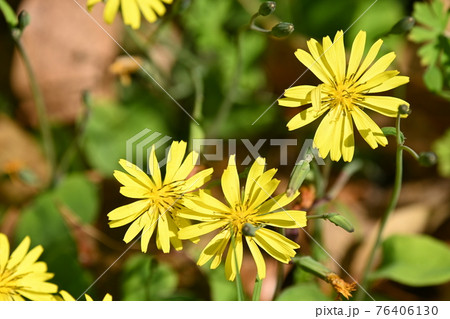 ジシバリ 76406130