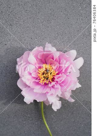 One single pink peony flower in full bloom on gray concrete urban background. One single pink peony flower in full bloom on gray concrete urban background. 76406384