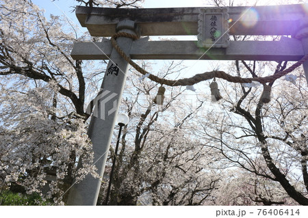 春 徳佐八幡宮 桜 しだれ桜 春 徳佐八幡宮 桜 しだれ桜 76406414