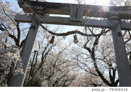 春 徳佐八幡宮 桜 しだれ桜 春 徳佐八幡宮 桜 しだれ桜 76406416