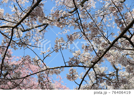 春 徳佐八幡宮 桜 しだれ桜 春 徳佐八幡宮 桜 しだれ桜 76406419