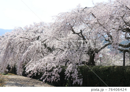 春 徳佐八幡宮 桜 しだれ桜 春 徳佐八幡宮 桜 しだれ桜 76406424