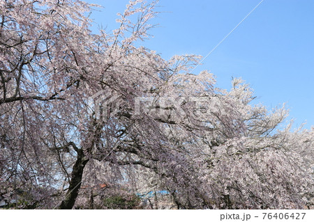 春 徳佐八幡宮 桜 しだれ桜 春 徳佐八幡宮 桜 しだれ桜 76406427