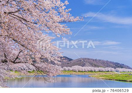 青空と満開の桜　桜吹雪　白石川堤一目千本桜　宮城県大河原町 76406529