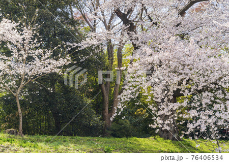青空と満開の桜　桜吹雪　白石川堤一目千本桜　宮城県大河原町 76406534