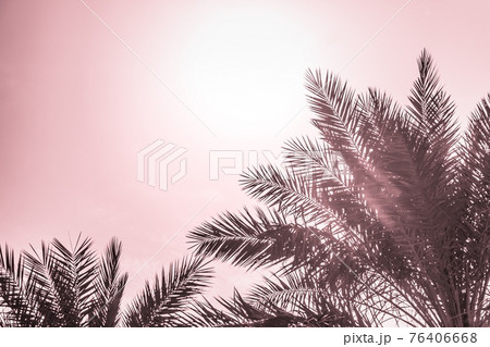 Tropical tourism paradise palms red summer sky 76406668