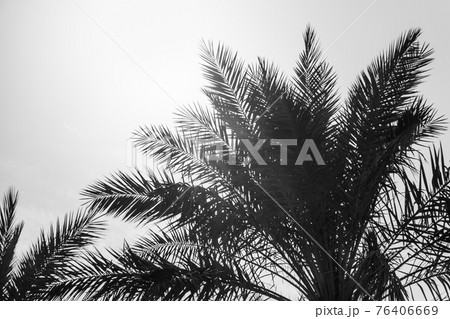 Tropical tourism paradise palms gray summer sky 76406669