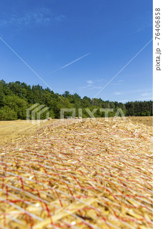 agricultural field with prickly straw from wheat 76406858