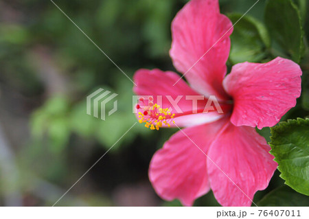 Selective focus close-up red Hibiscus flower over blur background 76407011