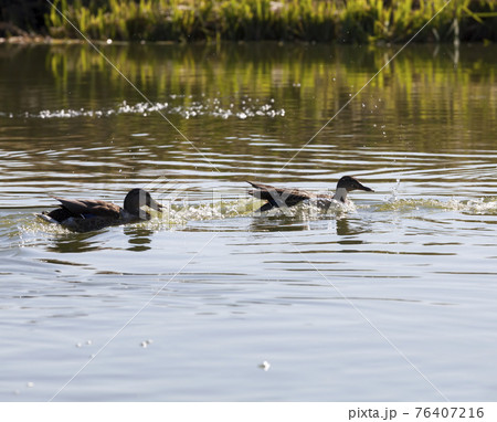 waterfowl wild birds ducks in the wild 76407216