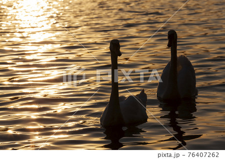 springtime on the lake with the Swan family springtime on the lake with the Swan family 76407262