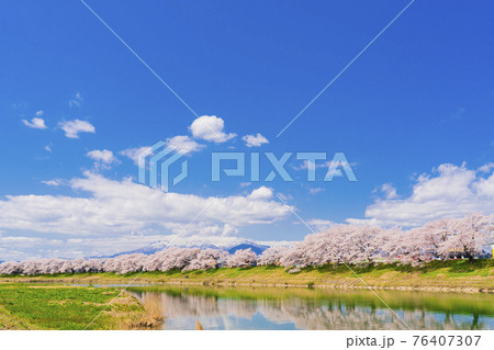 満開の桜と蔵王連峰 白石川堤一目千本桜 宮城県大河原町 満開の桜と蔵王連峰 白石川堤一目千本桜 宮城県大河原町 76407307
