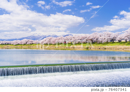 満開の桜と蔵王連峰　白石川堤一目千本桜　宮城県大河原町 76407341