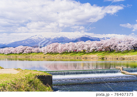 満開の桜と蔵王連峰　白石川堤一目千本桜　宮城県大河原町 76407375