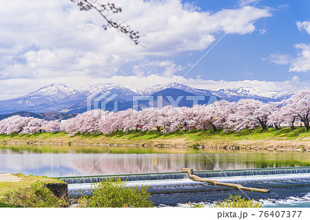 満開の桜と蔵王連峰　白石川堤一目千本桜　宮城県大河原町 76407377