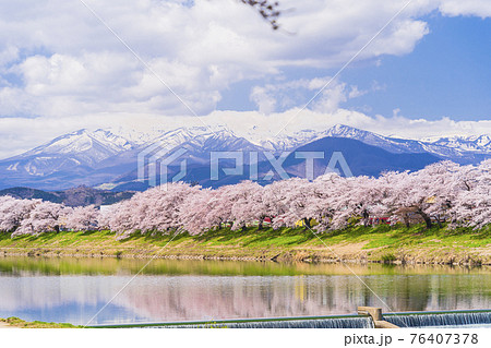満開の桜と蔵王連峰　白石川堤一目千本桜　宮城県大河原町 76407378