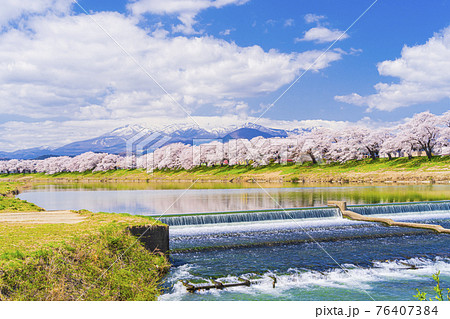 満開の桜と蔵王連峰　白石川堤一目千本桜　宮城県大河原町 76407384