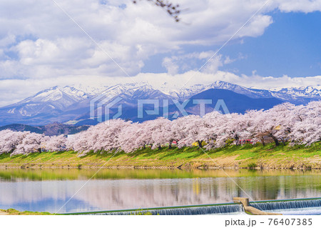 満開の桜と蔵王連峰 白石川堤一目千本桜 宮城県大河原町 満開の桜と蔵王連峰 白石川堤一目千本桜 宮城県大河原町 76407385