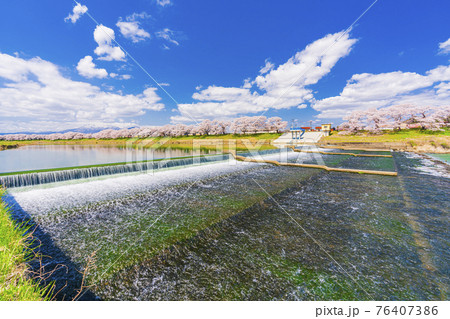 満開の桜と蔵王連峰　白石川堤一目千本桜　宮城県大河原町 76407386