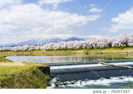 満開の桜と蔵王連峰 白石川堤一目千本桜 宮城県大河原町 満開の桜と蔵王連峰 白石川堤一目千本桜 宮城県大河原町 76407387