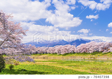 満開の桜と蔵王連峰 白石川堤一目千本桜 宮城県大河原町 満開の桜と蔵王連峰 白石川堤一目千本桜 宮城県大河原町 76407398