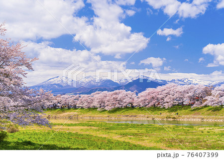 満開の桜と蔵王連峰 白石川堤一目千本桜 宮城県大河原町 満開の桜と蔵王連峰 白石川堤一目千本桜 宮城県大河原町 76407399
