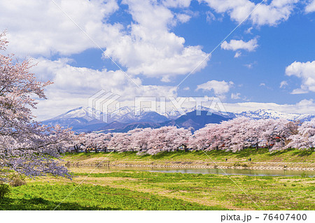 満開の桜と蔵王連峰 白石川堤一目千本桜 宮城県大河原町 満開の桜と蔵王連峰 白石川堤一目千本桜 宮城県大河原町 76407400
