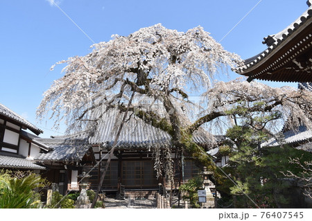 犬山市圓明寺の桜 76407545