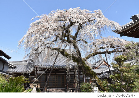犬山市圓明寺の桜 76407547