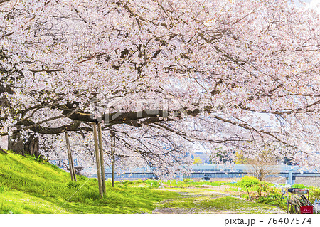 青空と満開の桜　白石川堤一目千本桜　宮城県大河原町 76407574