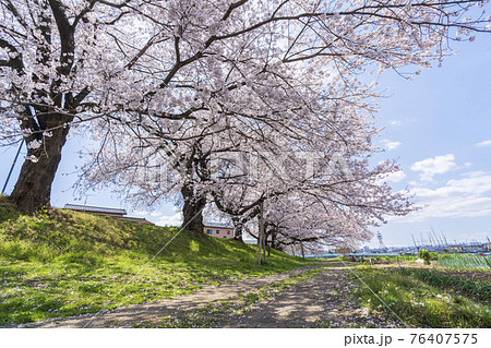 青空と満開の桜　白石川堤一目千本桜　宮城県大河原町 76407575