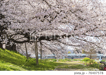 青空と満開の桜 白石川堤一目千本桜 宮城県大河原町 青空と満開の桜 白石川堤一目千本桜 宮城県大河原町 76407578