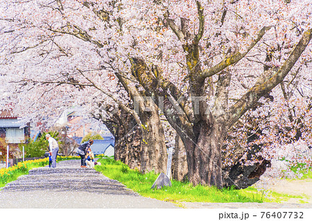 青空と満開の桜 桜吹雪 白石川堤一目千本桜 宮城県大河原町 青空と満開の桜 桜吹雪 白石川堤一目千本桜 宮城県大河原町 76407732
