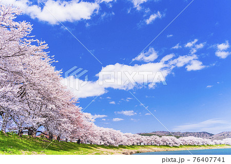 青空と満開の桜 桜吹雪 白石川堤一目千本桜 宮城県大河原町 青空と満開の桜 桜吹雪 白石川堤一目千本桜 宮城県大河原町 76407741