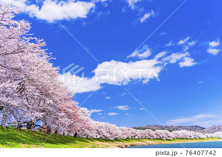 青空と満開の桜　桜吹雪　白石川堤一目千本桜　宮城県大河原町 76407742