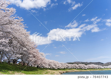 青空と満開の桜 桜吹雪 白石川堤一目千本桜 宮城県大河原町 青空と満開の桜 桜吹雪 白石川堤一目千本桜 宮城県大河原町 76407743