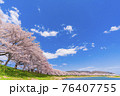 青空と満開の桜　桜吹雪　白石川堤一目千本桜　宮城県大河原町 76407755