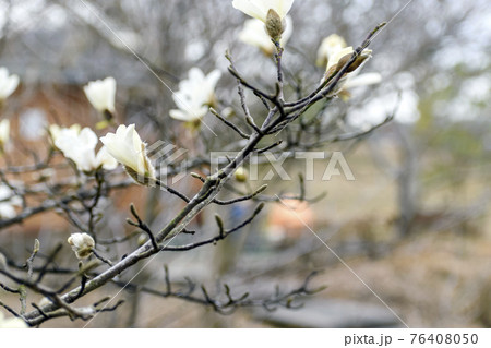 満開のハクモクレン 76408050