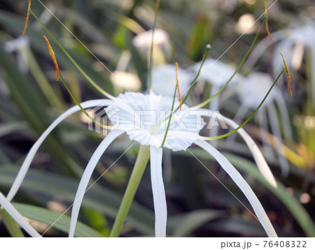 White Spider Lily or Amaryllidaceae Spider Lily White Spider Lily or Amaryllidaceae Spider Lily 76408322
