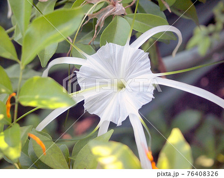 White Spider Lily or Amaryllidaceae Spider Lily White Spider Lily or Amaryllidaceae Spider Lily 76408326