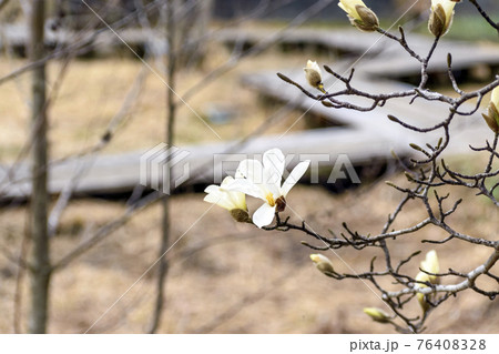 ハクモクレンの花と蕾 ハクモクレンの花と蕾 76408328